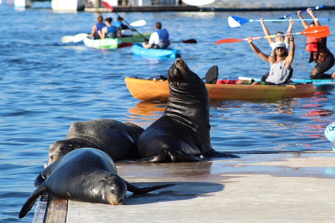 2-Hour Kayak or Paddleboard with Sea Lions in Marina del Rey - Price and logistics: how the $79 tour fits real life
