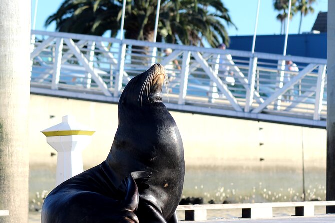 2-Hour Kayak or Paddleboard with Sea Lions in Marina del Rey - What you learn on the water (and what you shouldn’t expect)