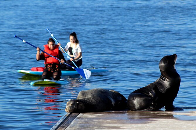 2-Hour Kayak or Paddleboard with Sea Lions in Marina del Rey - Weather and what to bring: small prep, big comfort