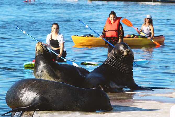 2-Hour Kayak or Paddleboard with Sea Lions in Marina del Rey - Starting at Mother’s Beach: the moment things feel easy
