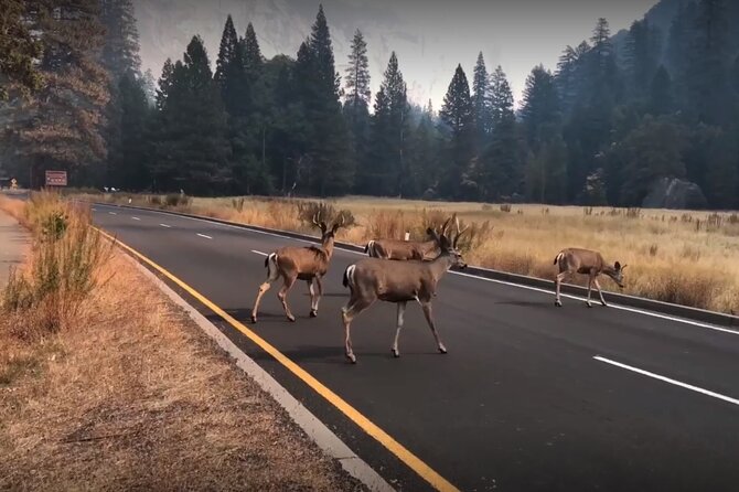 3-Day Tour: San Francisco, Yosemite National Park and LA - Day 3: Yosemite National Park with major sights—plus winter detours