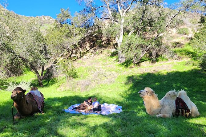 3 Hour Camel Trek into the Forest and Ranch in California - Key highlights