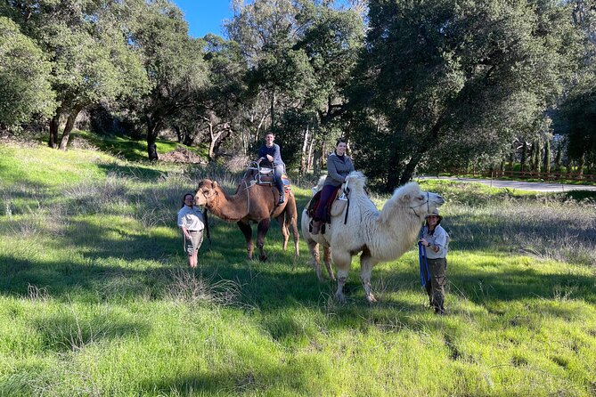 3 Hour Camel Trek into the Forest and Ranch in California - Your Forest Picnic: Heart-Shaped Pizza and the Champagne Choice