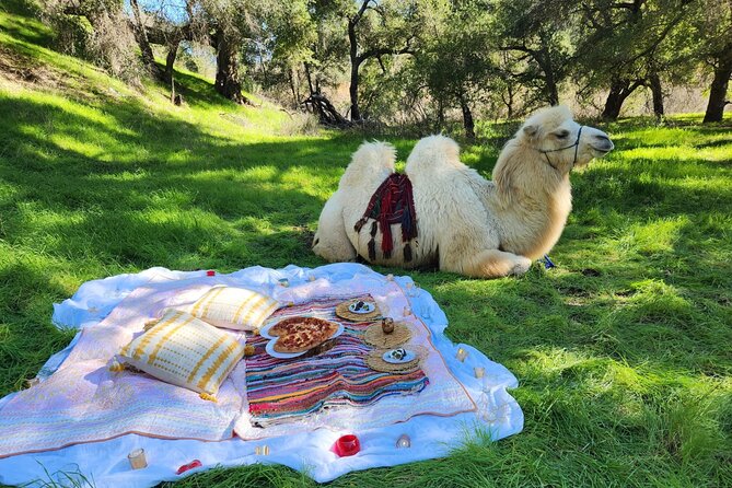 3 Hour Camel Trek into the Forest and Ranch in California - The Camel Trek into the Forest: Ride First, Then Picnic
