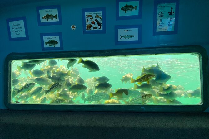 Glass Bottom Boat Ride in Redondo Beach - Why a 45-minute King Harbor loop works so well in Redondo Beach