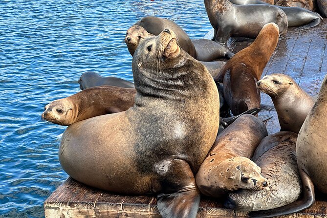 Glass Bottom Boat Ride in Redondo Beach - Top deck first: sea lions, marine birds, and the captain’s Redondo harbor talk