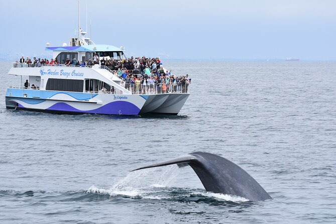 Guided Whale Watching Tour from Long Beach - Quick hits before you go