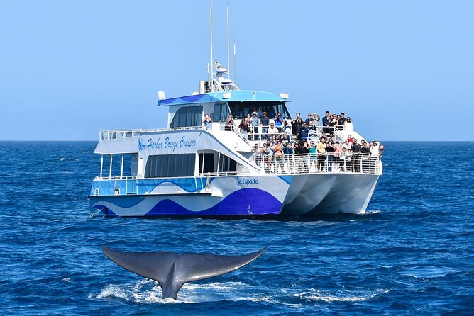 Guided Whale Watching Tour from Long Beach - Dock #2 check-in: how the day starts in Long Beach