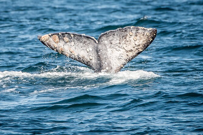 Guided Whale Watching Tour from Long Beach - Queen Mary passes: a waterfront warm-up before the whales