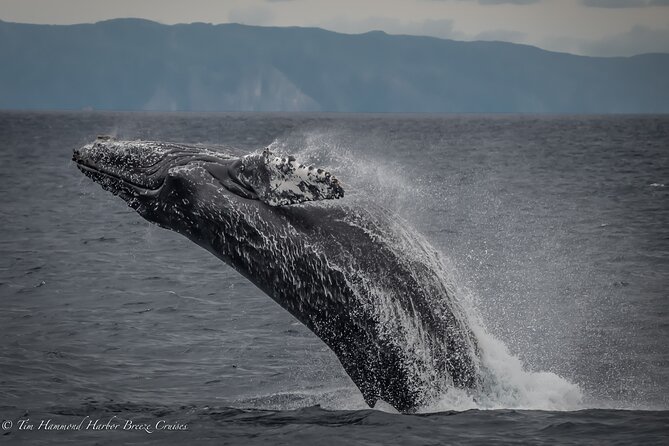 Guided Whale Watching Tour from Long Beach - What the Aquarium of the Pacific educators do on board