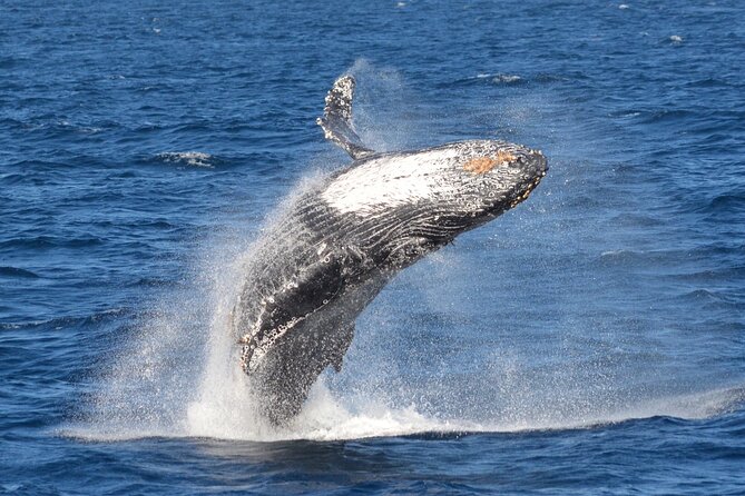 Guided Whale Watching Tour from Long Beach - Wildlife odds: dolphins, sea lions, and the whales you might spot