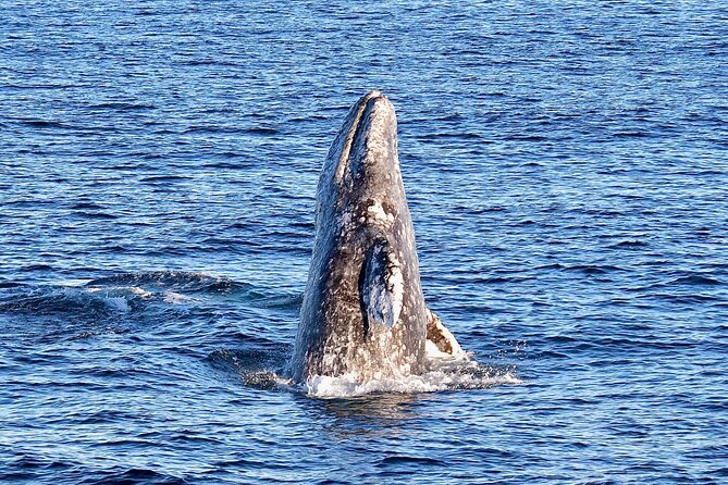 Guided Whale Watching Tour from Long Beach - Price and value: is $35 a smart deal?