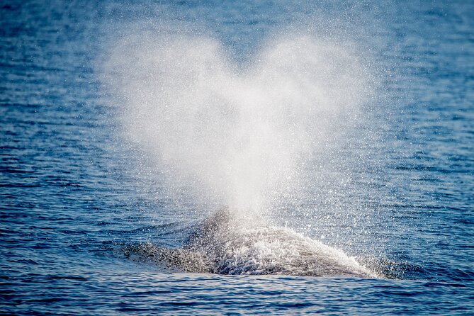 Guided Whale Watching Tour from Long Beach - The catamaran and the search: what happens on the open Pacific