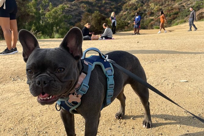 Hollywood Sign 2.5-Hour Tour with Comedians and Their Dogs - Stop 1: Hollywood Sign and the panorama you came for