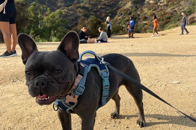 Hollywood Sign Express Tour with Comedians and Their Dogs - Why This Hollywood Sign Tour Works When You’re Short on Time