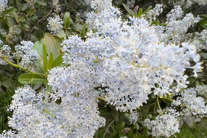 Holy Biodiversity, Batman! A Naturalist's "Batcaves" Tour - Laurel Sumac, Citrus Clues, and the P-22 Mountain Lion Angle