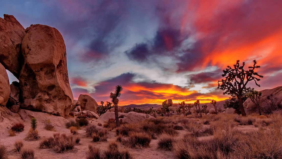 Joshua Tree National Park Day Tour from Los Angeles - Road-Trip Reality Check: LA Pickup Routes and Early Departure