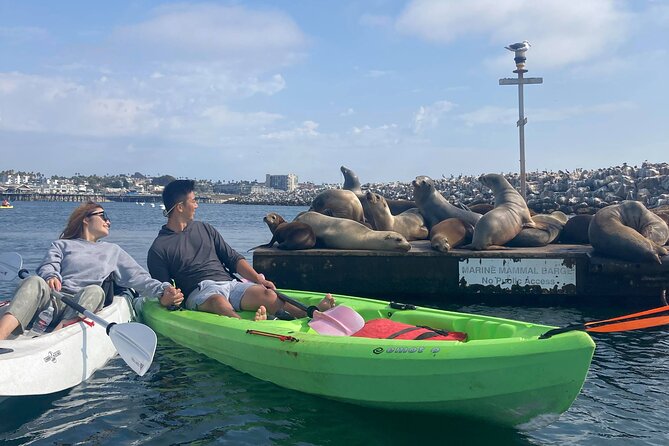 Kayak with Sea Lions in a Calm, Beautiful, Redondo Beach Harbor - Key highlights you’ll feel in the moment