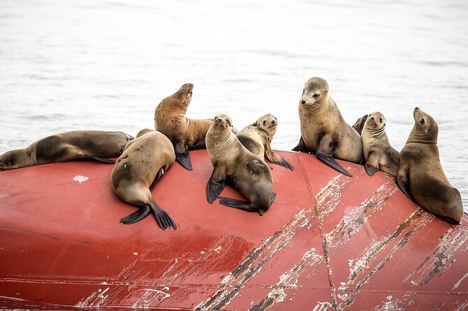 Long Beach Harbor 45-Minute Boat Tour - Why This 45-Minute Long Beach Harbor Cruise Feels Worth It