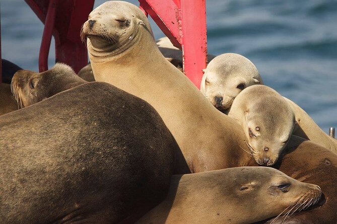 Long Beach Harbor 45-Minute Boat Tour - Price and Value: Is $15 Enough Time on the Water?