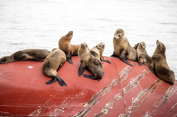 Long Beach Harbor 45-Minute Boat Tour - Who Should Book This Cruise (and Who Might Want Something Longer)