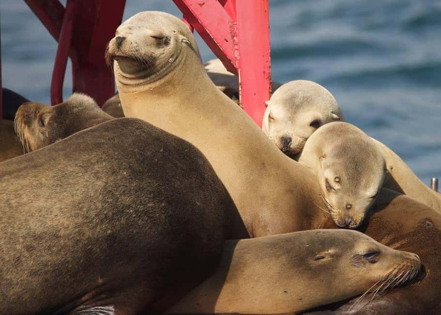 Long Beach: Sightseeing Harbor Cruise - Key Points to Know Before You Go
