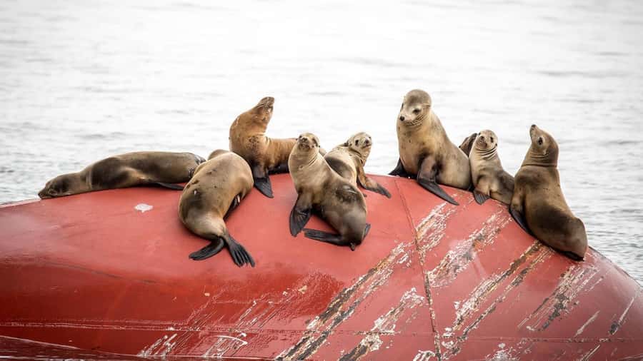Long Beach: Whale and Dolphin Watching Cruise - Key things that make this cruise worth your time