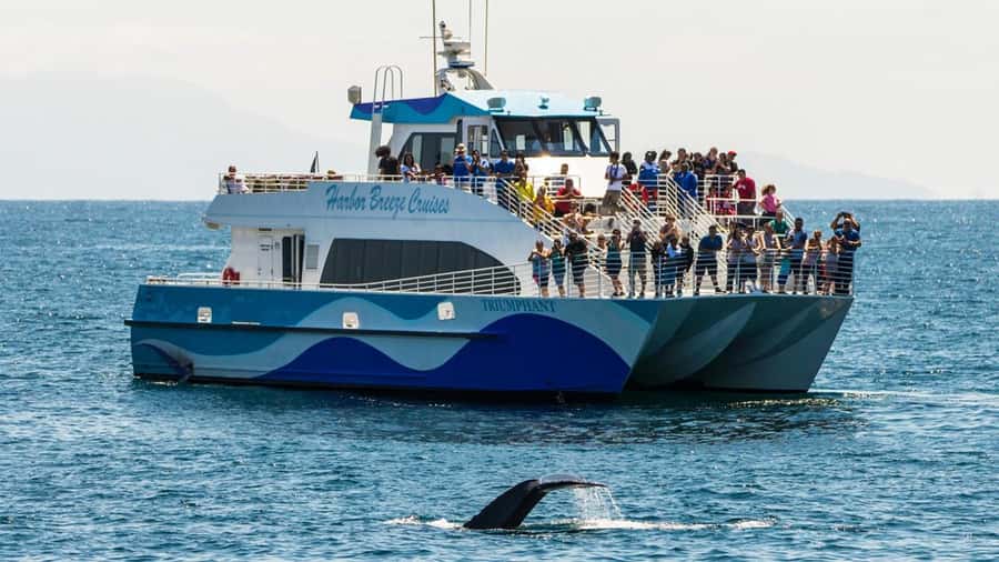Long Beach: Whale and Dolphin Watching Cruise - Why the catamaran setup matters for whale watching