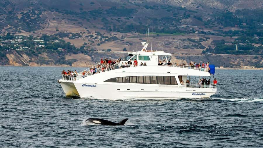 Long Beach: Whale and Dolphin Watching Cruise - The scenic harbor stretch: what you’ll see before the wildlife hunt