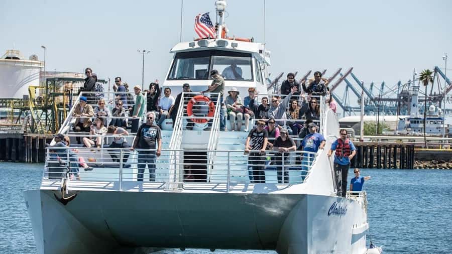 Long Beach: Whale and Dolphin Watching Cruise - What whale and dolphin spotting really feels like on this cruise