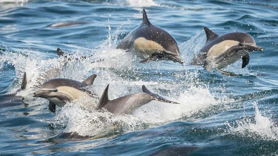Long Beach: Whale and Dolphin Watching Cruise - Eco-minded operations you can actually feel during the ride