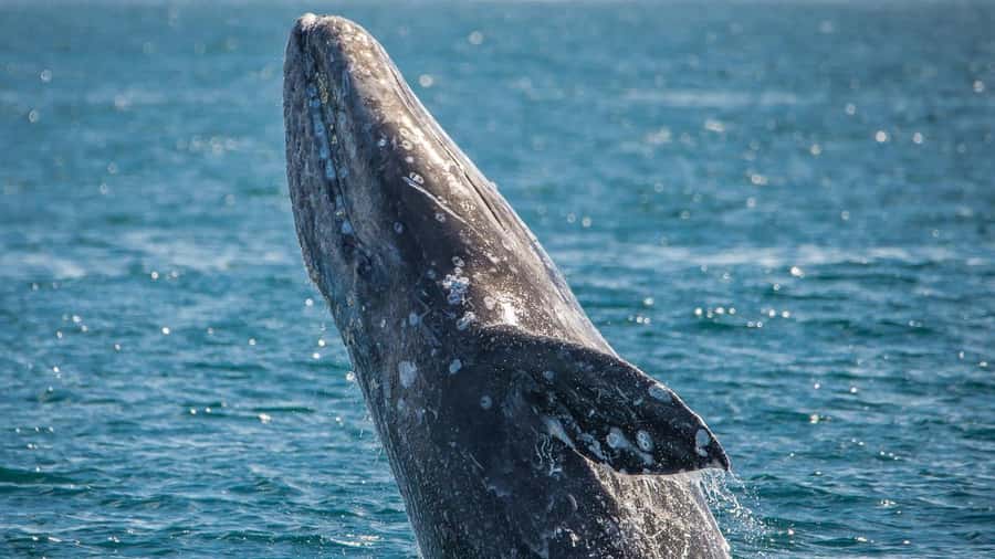 Long Beach: Whale and Dolphin Watching Cruise - Comfort and visibility: small details that keep a 2.5-hour cruise enjoyable