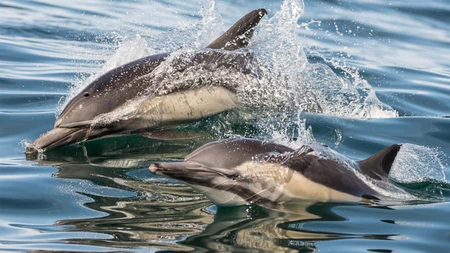 Long Beach: Whale and Dolphin Watching Cruise - Who should book this Long Beach whale and dolphin cruise