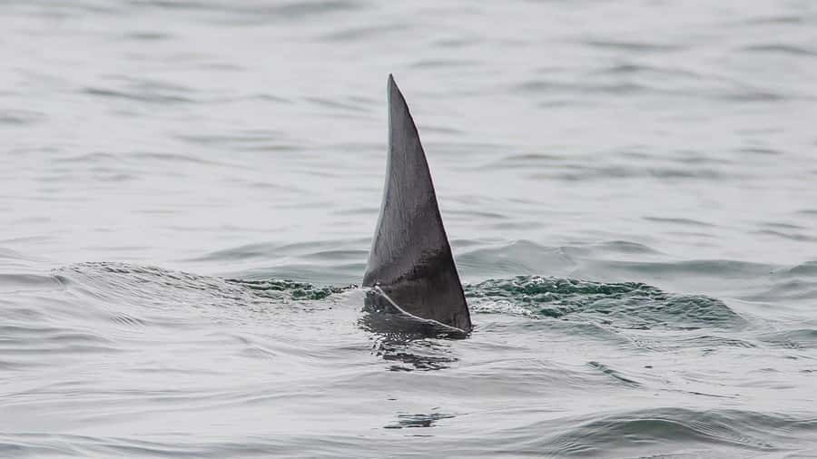 Long Beach: Whale and Dolphin Watching Cruise - Should you book this cruise from Long Beach?