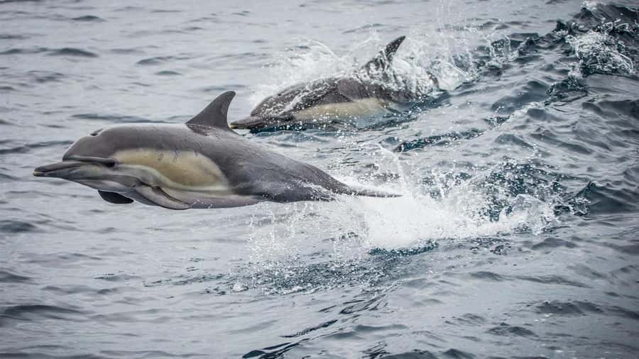 Long Beach: Whale and Dolphin Watching Cruise - Getting on board in Long Beach: your best move before departure