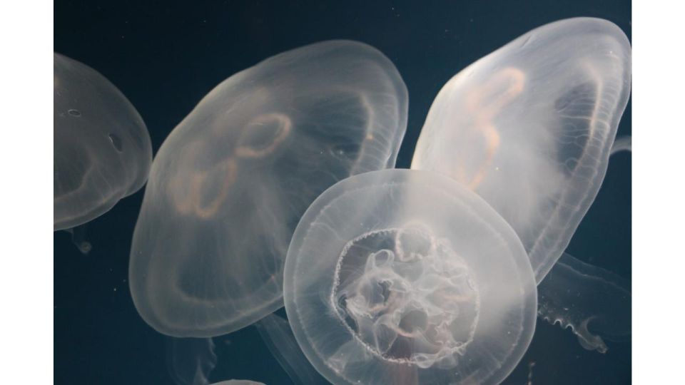 Los Angeles: Heal The Bay Aquarium in Santa Monica - Heal The Bay Aquarium in Santa Monica: a hands-on stop with a mission