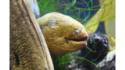 Los Angeles: Heal The Bay Aquarium in Santa Monica - Pacific Ocean exhibits: what you’ll see inside