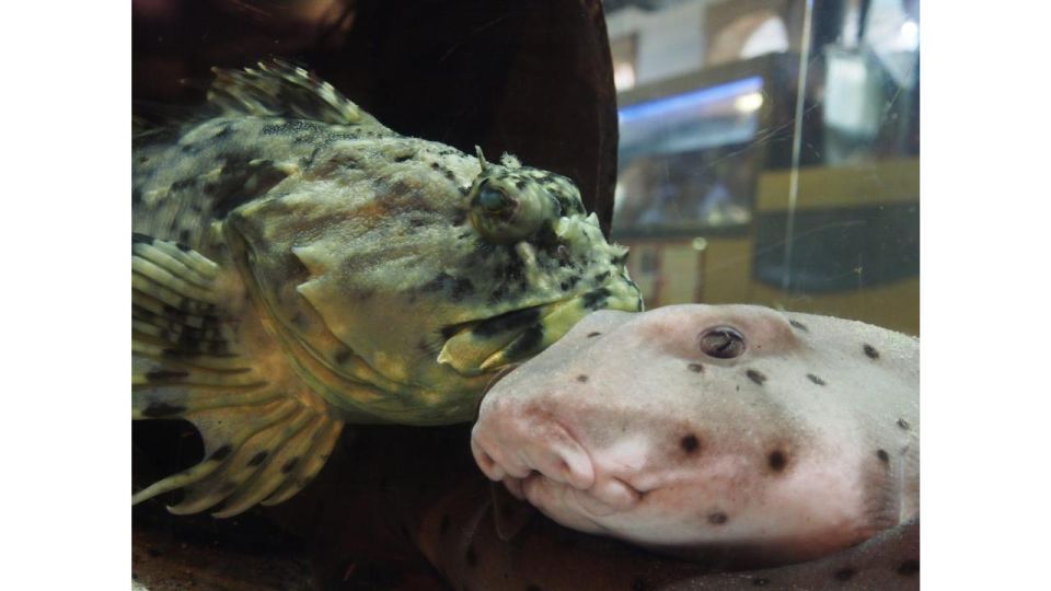 Los Angeles: Heal The Bay Aquarium in Santa Monica - Staff-led moments: eels, feeding, and learning in real time