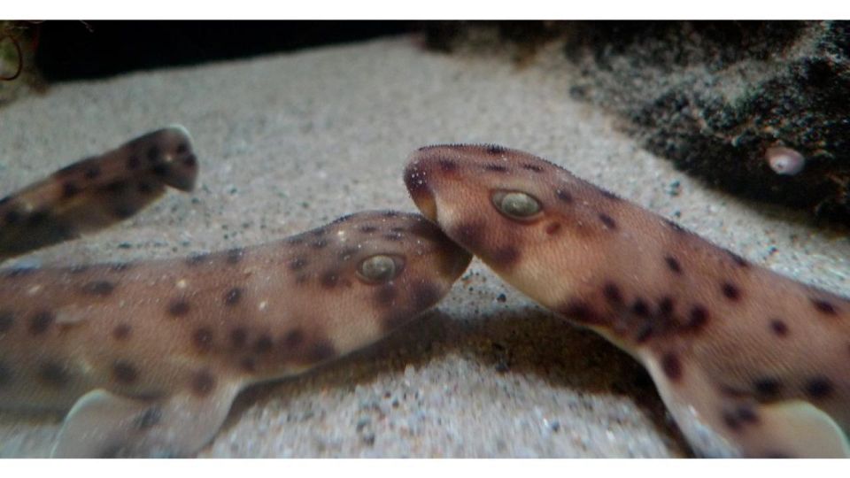 Los Angeles: Heal The Bay Aquarium in Santa Monica - Price and value: what $10 buys you in Santa Monica