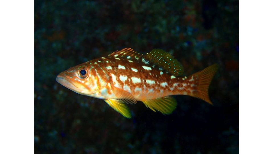 Los Angeles: Heal The Bay Aquarium in Santa Monica - Practical visit flow: how to make the most of your one-day ticket