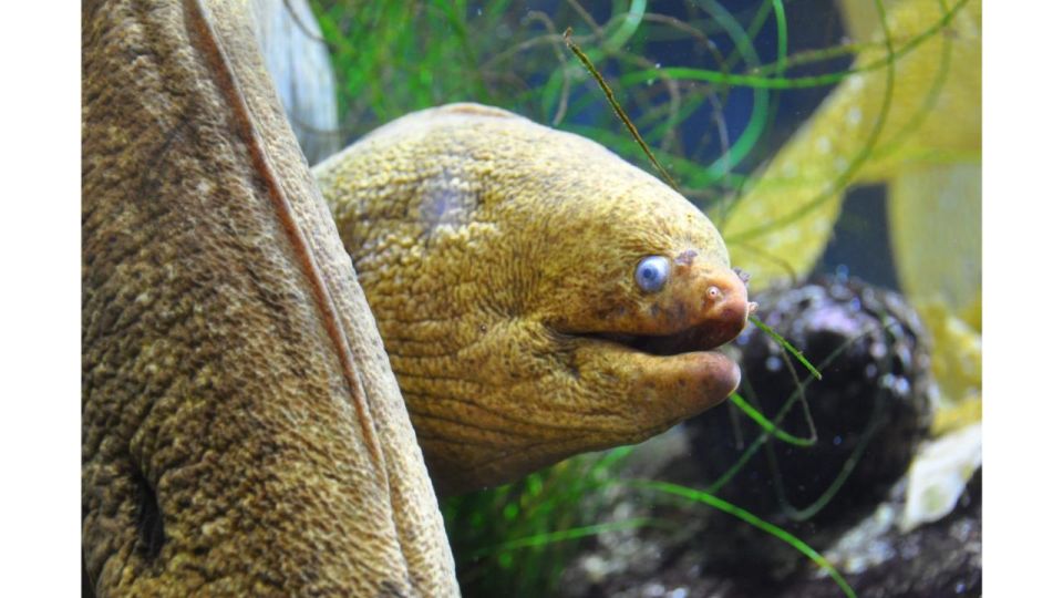Los Angeles: Heal The Bay Aquarium in Santa Monica - Pacific Ocean exhibits: what you’ll see inside