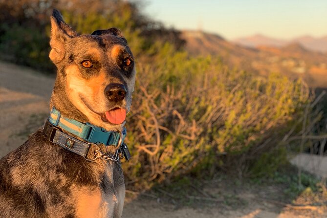 Los Angeles: Hollywood Sunset Walking & Hiking Tour - Scott’s storytelling and photo help: what you actually get besides sightseeing