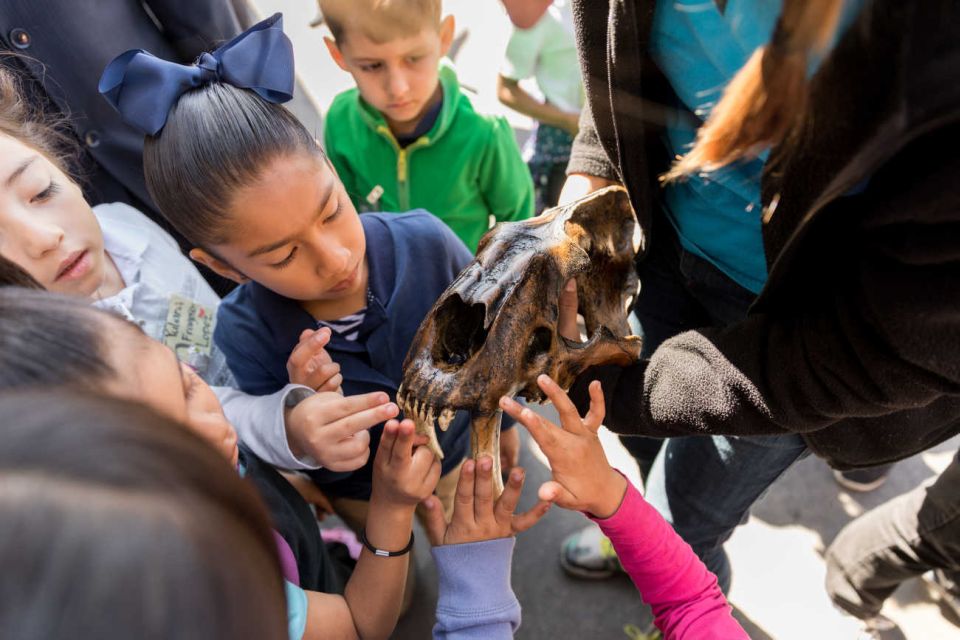 Los Angeles: La Brea Tar Pits Museum Ticket - Fossil Lab: watching the cleaning and study work