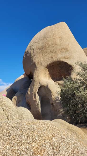 Los Angeles: Private Tour to Joshua Tree National Park - Key highlights to know before you go