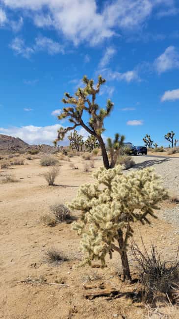 Los Angeles: Private Tour to Joshua Tree National Park - 12 hours door-to-door: how the day actually flows