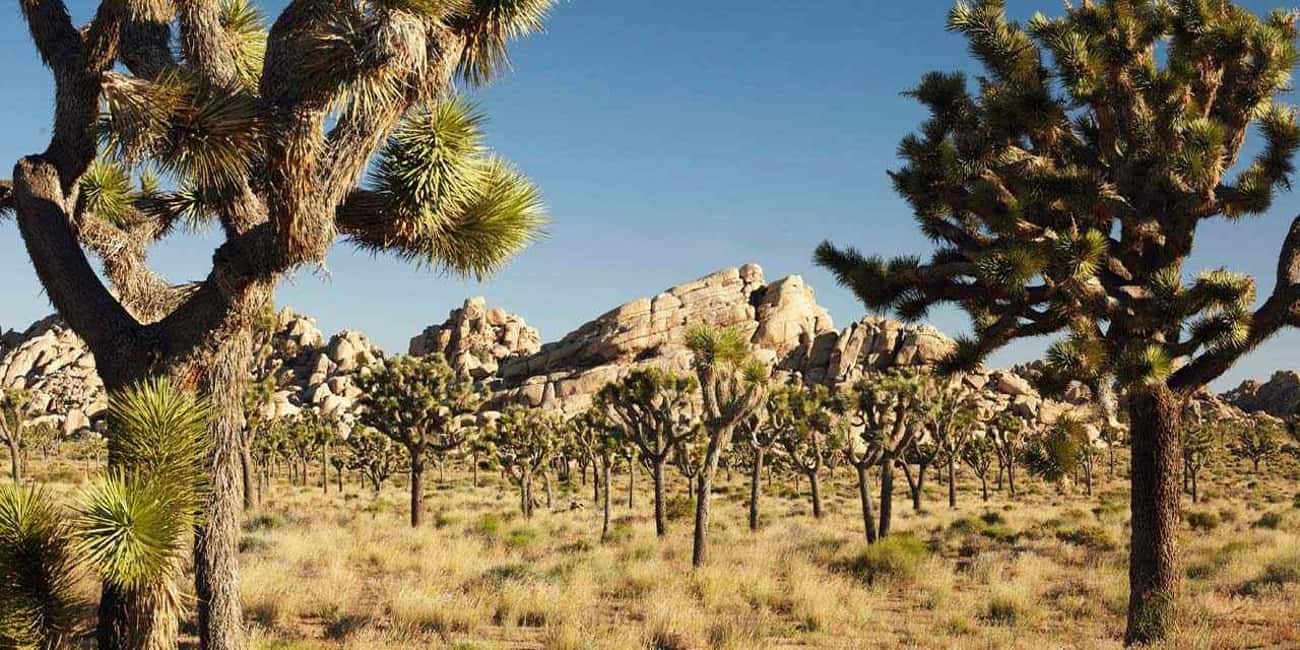 Los Angeles: Private Tour to Joshua Tree National Park - The park stops that make first-time visits feel complete