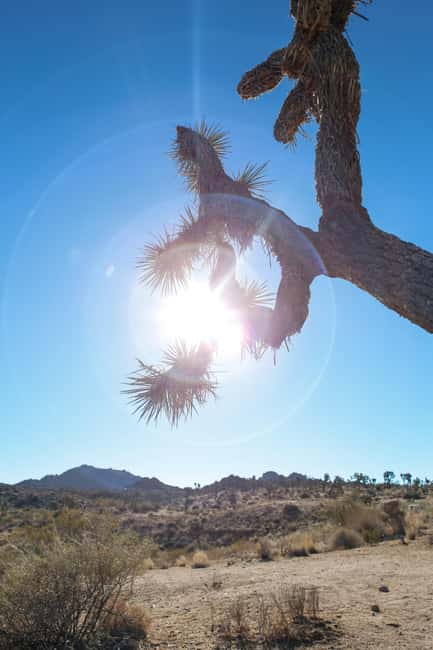 Los Angeles: Private Tour to Joshua Tree National Park - Optional detours: choose your own flavor of the day