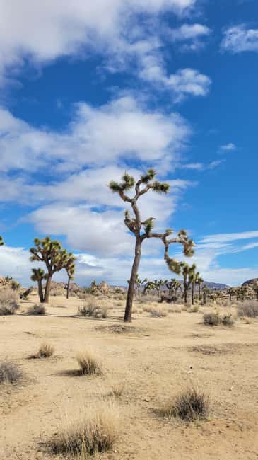 Los Angeles: Private Tour to Joshua Tree National Park - Price and value math for a group up to 4