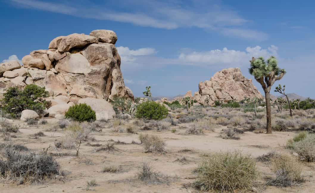 Los Angeles: Private Tour to Joshua Tree National Park - What you should ask before booking (so the day fits you)