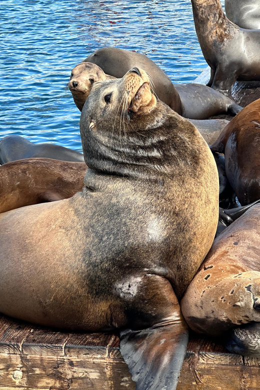 Los Angeles: Redondo Beach Glass Bottom Boat Cruise - Should You Book This Redondo Glass-Bottom Boat Cruise?